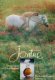 Jontue Perfume